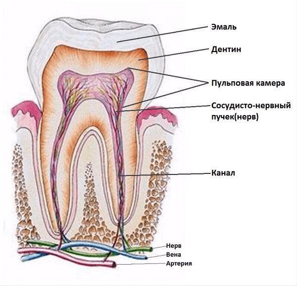 Дентин - чувствительная зубная ткань
